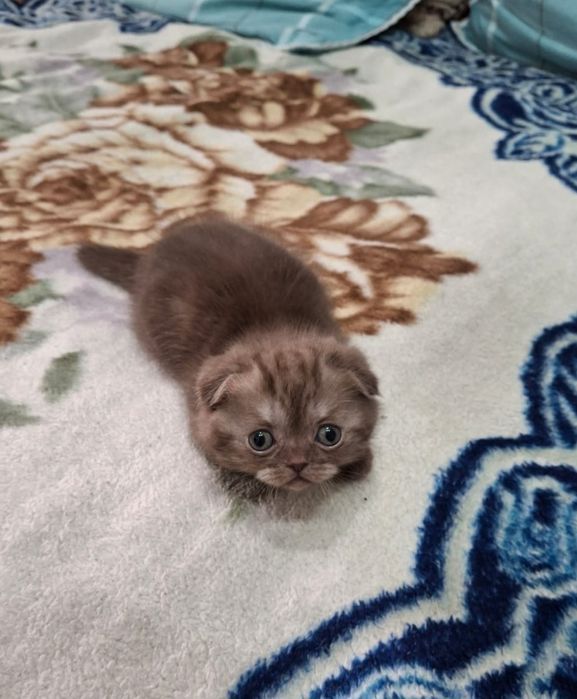 Шоколадный шотландский котенок.