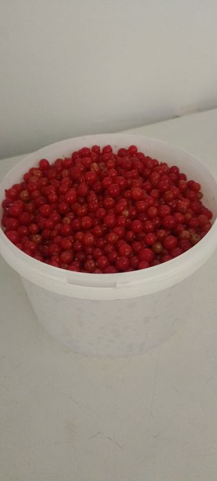 Красная смородина