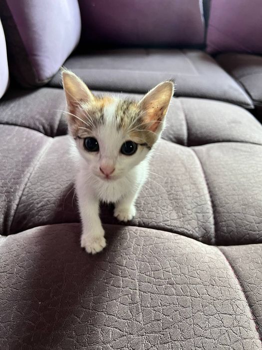 Отдаю котят даром в хорошие руки. Котёнок, Котик даром