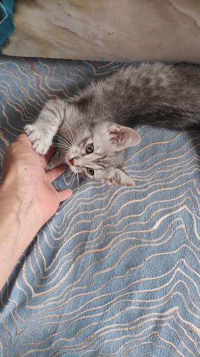 Отьдам домащный шотландский кошка