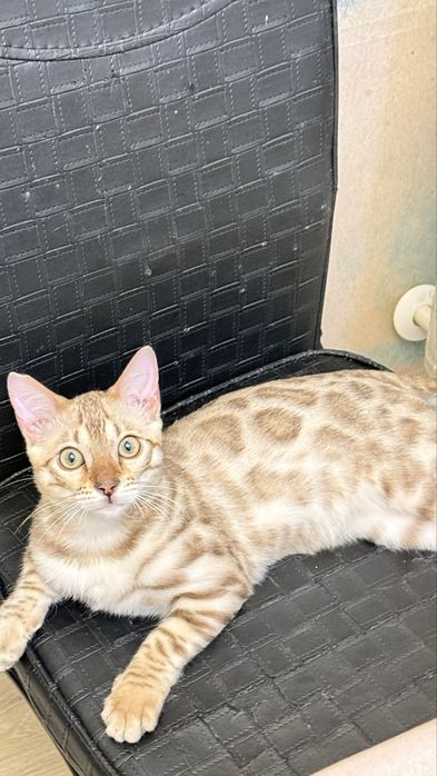 Продам кота породы Бенгал