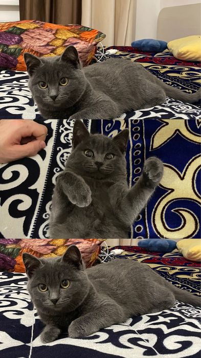 Отдам котенка 5мес