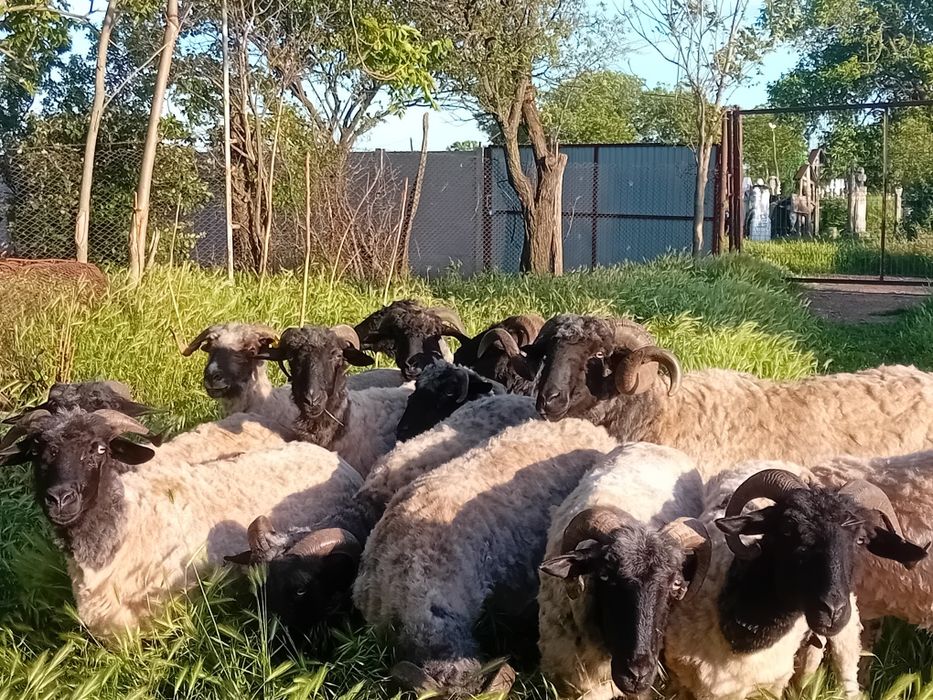 Vand oi tinere de ținut