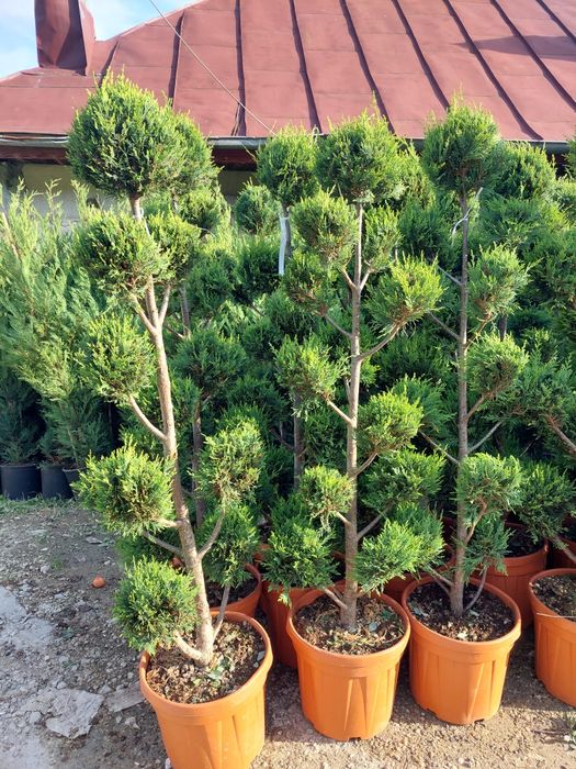 Plante ornamentale pentru gradina
