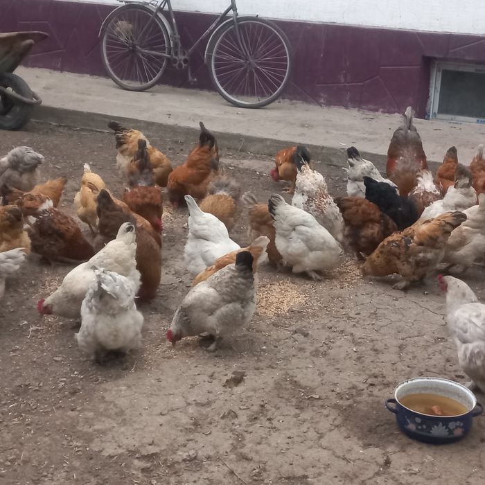 Продам домашные куры