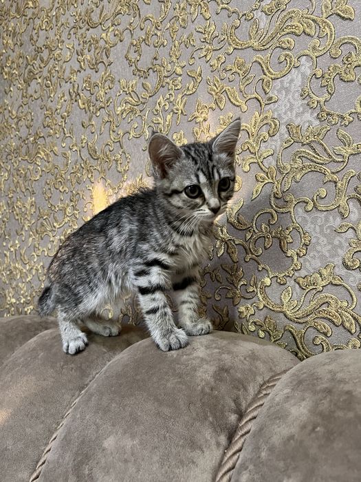 котенок девочка