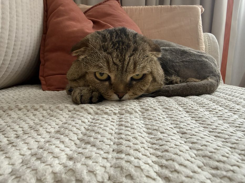 Отдам кота в хорошие руки