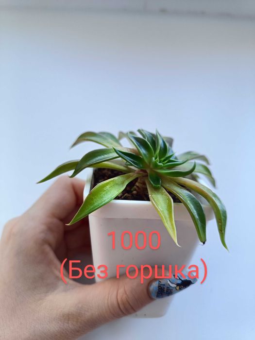 Растения (суккуленты)