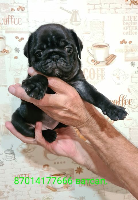 Продам щенков мопса,разные окрасы