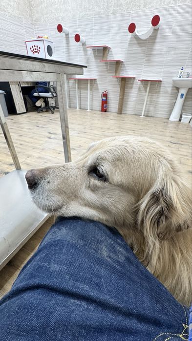 Золотистый ретривер ищет дом