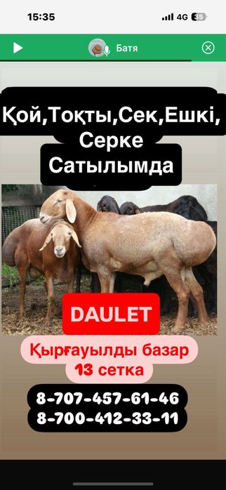 қой,тоқты,ешкі,сек,бараны