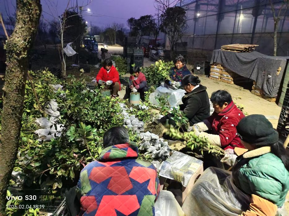 Фотиния кучатларига заказ оламиз оптом