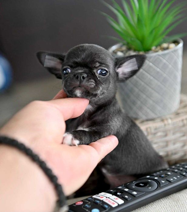 Мъжко мини чихуахуа