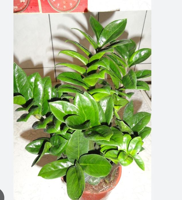 Замиокулькас  доларровое дерево