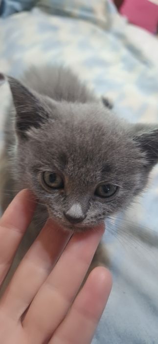 Шиншила боласи 1 ойлик мушукча сотилади