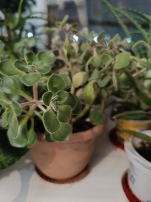 Продаются комнатные цветы