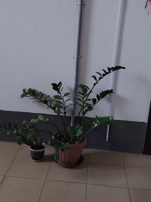 Цветы комнатные, разные