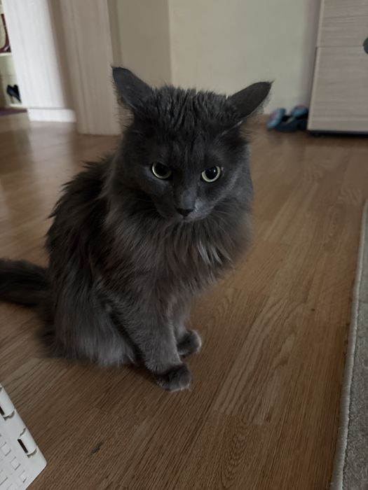 Кот отдам даром.