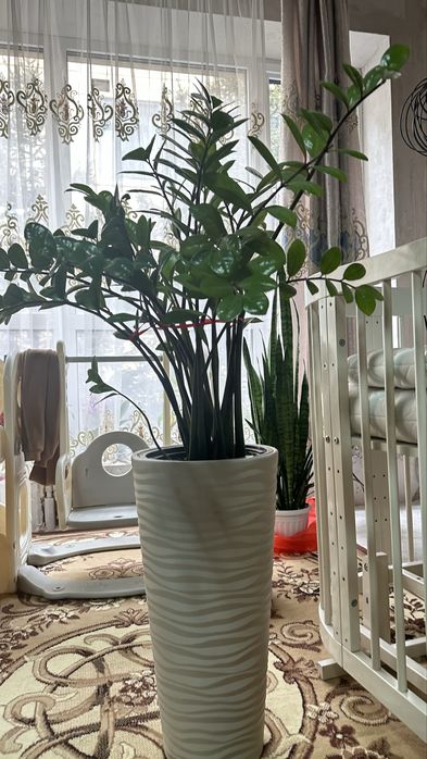 Долларовое дерево