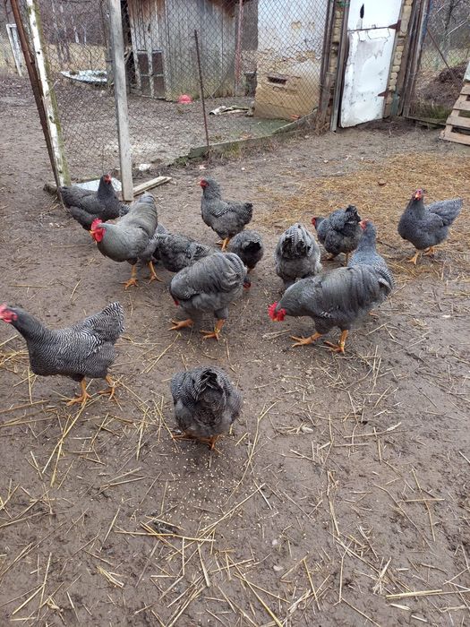 Ouă pentru incubat – Plymouth Rock Barat