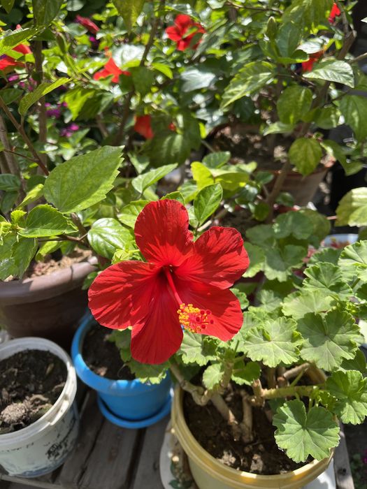 Комнатные цветы