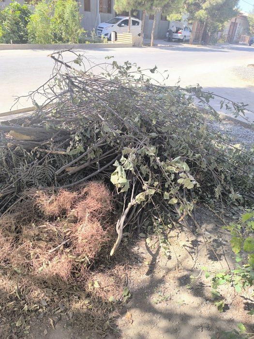 Utin sotiladi hovlidagi mevali daraxtniki