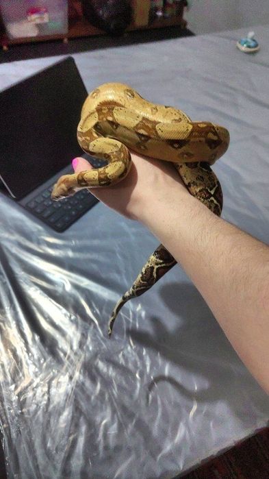 Малыш императорского удава. Своя змея.