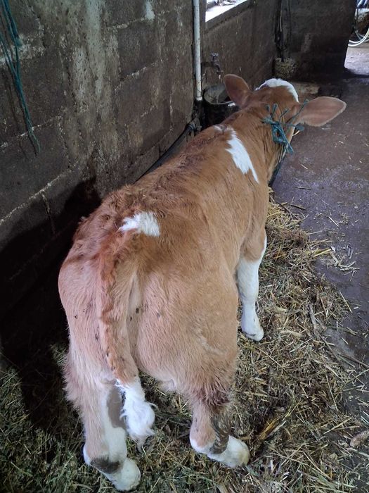 Vând vițel alb cu roșu