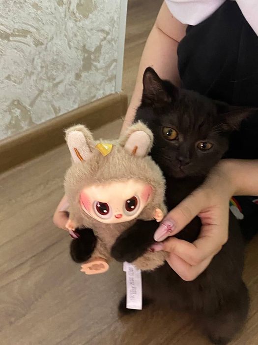 Отдам котенка в добрые руки