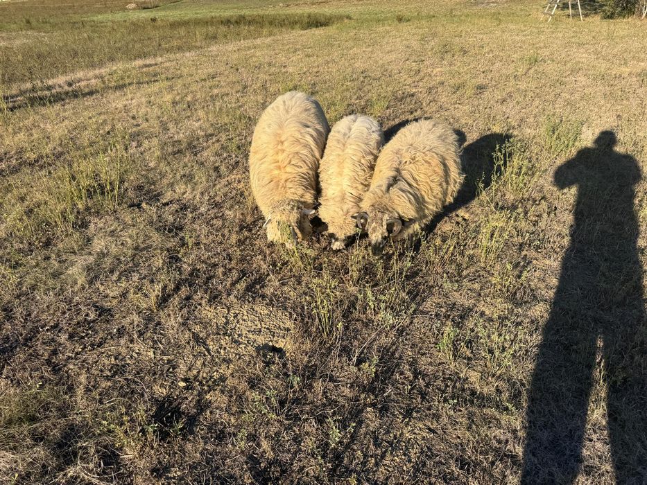 Vand oi și miel de primăvară