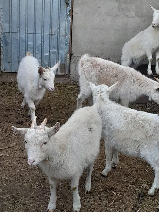 Ұрғашы тушалар сатылады