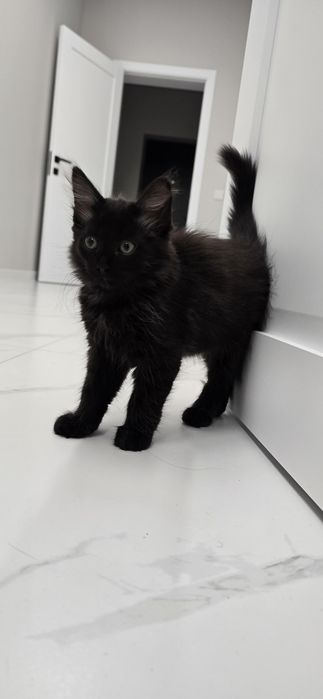 Кот 4 месяца ищет дом
