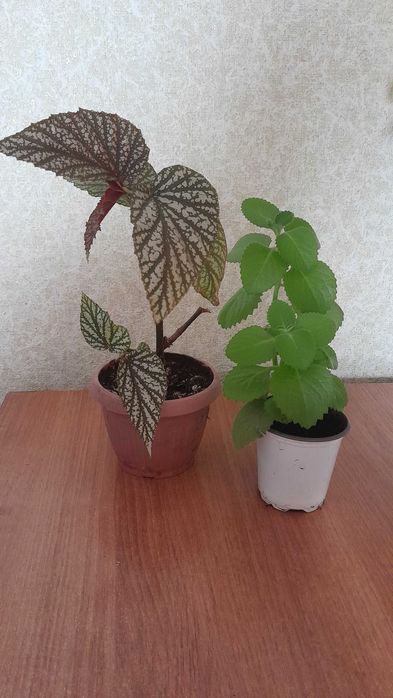 Набор комнатных цветов