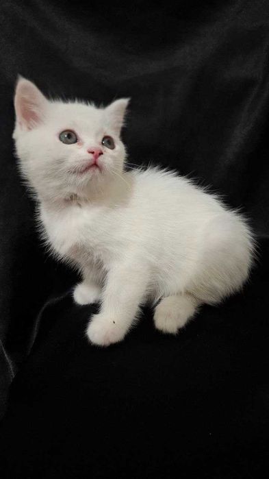 Mushukchalar Srochna sotiladi