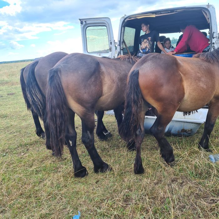 Iepe mhnji de vhnzare informații la telefon