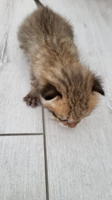 Котёнок котёнок котёнок