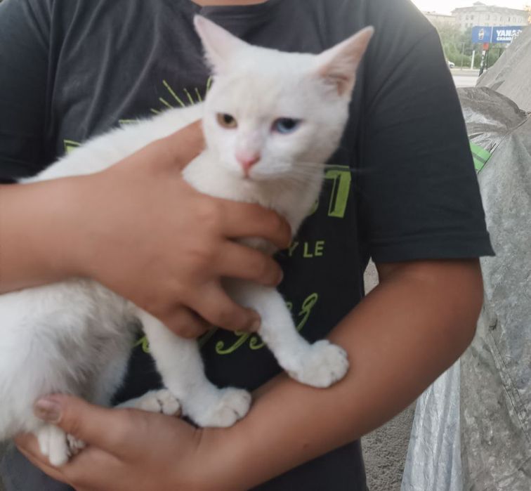 Кошка белая красивая приручина к рукам одни глаза голубые и зелёные