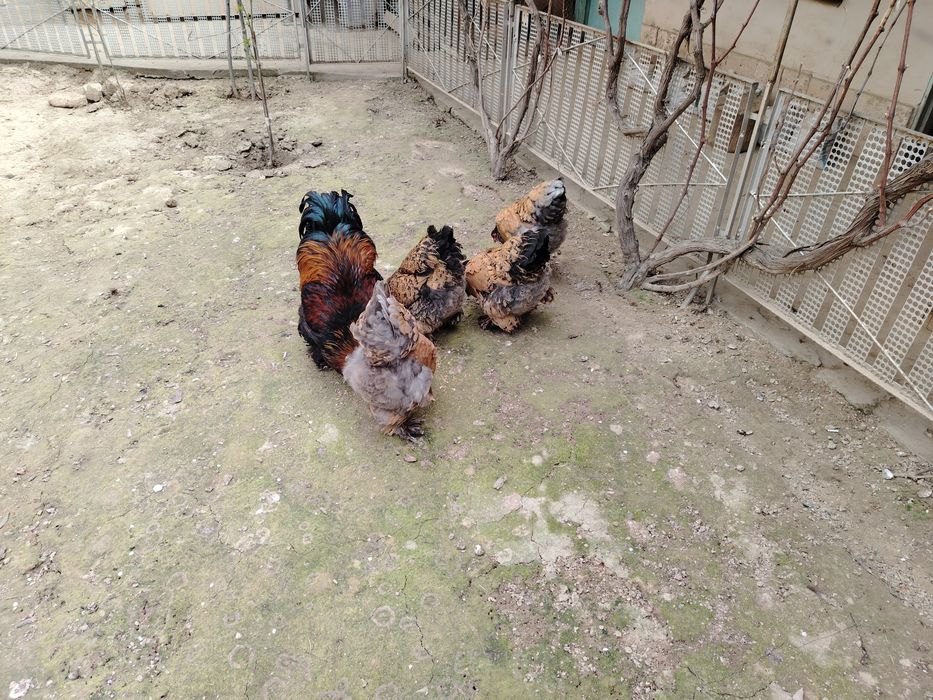 Brama Tovuq Xoroz Zot Olish Uchun Tuxumlari Sotuvda