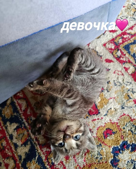 Отдаю котят в добрые руки