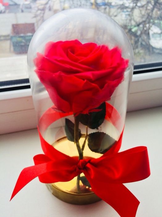Trandafir rosu roze xxl 150 lei
