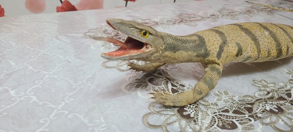Продам чучело  Варана красивое чучило.