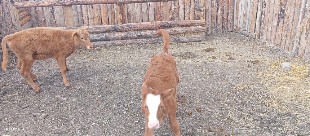 Продам телят.        .