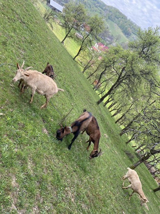 Vand capre alpine franceze