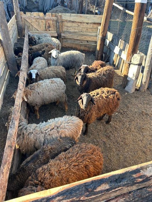 Тірідей Тоқтылар Сатылады