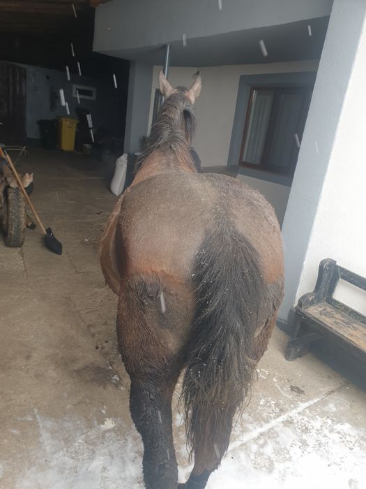 Mânza de 3,5 ani blândă