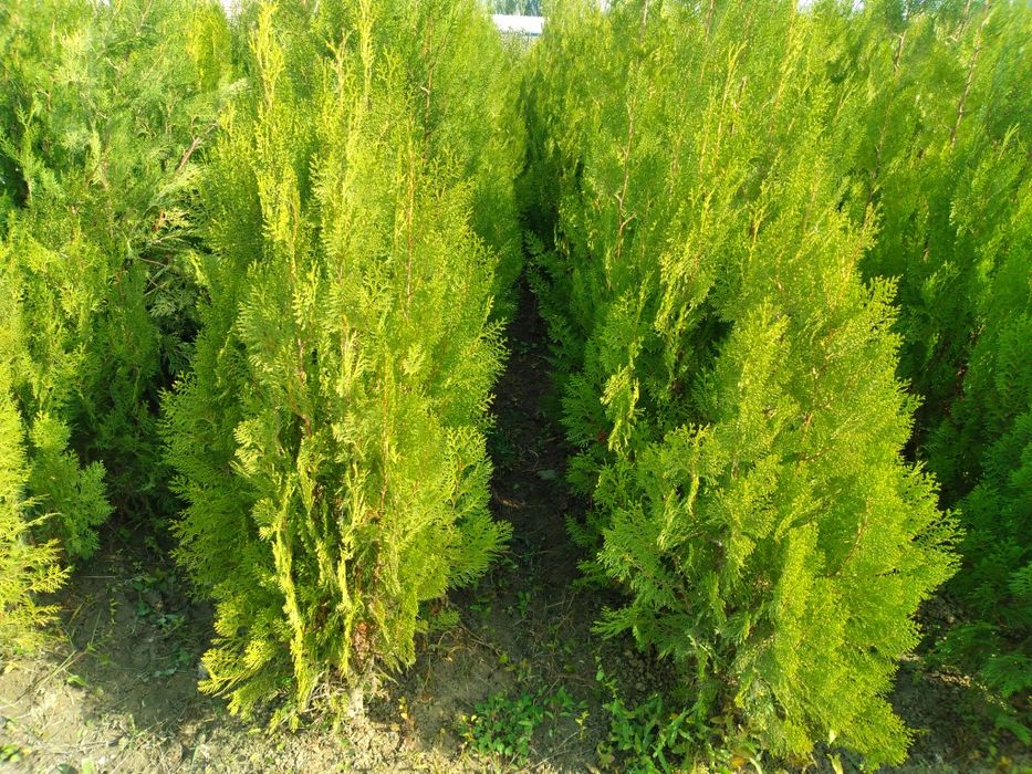 Арча экиш мавсуми бошланди.