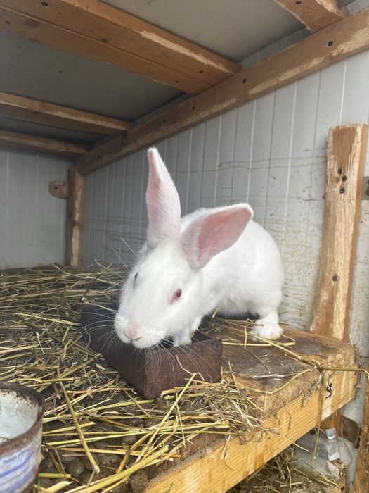 Mascul Hycole Francez