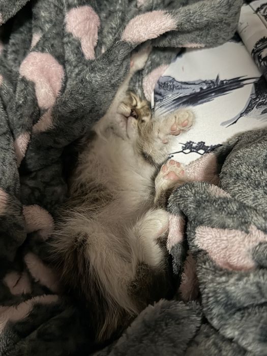 Отдам котенка найденыша