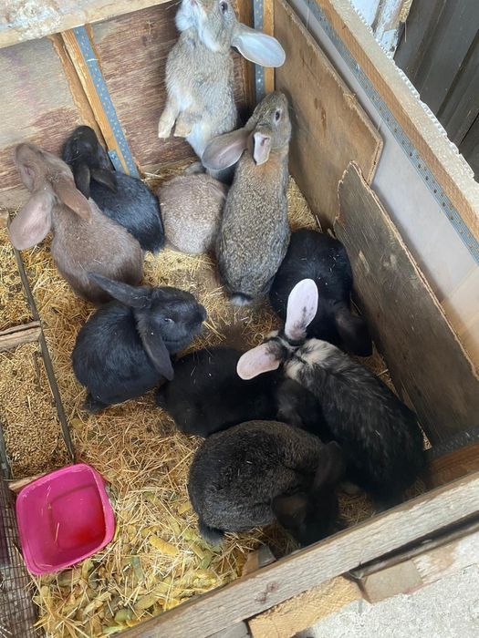 Кролики разных парод