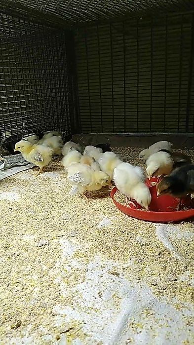 Цыплята суточные домашние